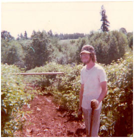 Working in a boysenberry field